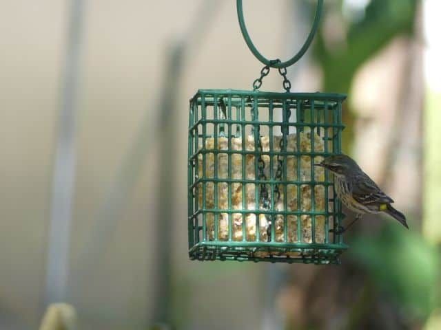 Yellow Rumped Warbler On Suet Feeder Photo