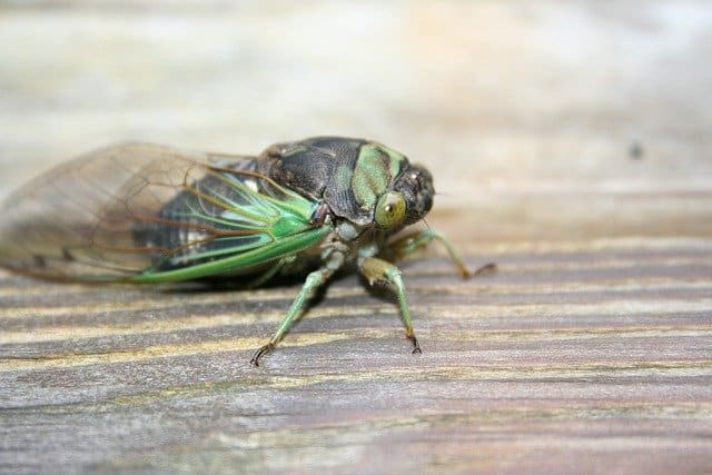 Swamp Cicada - Photo