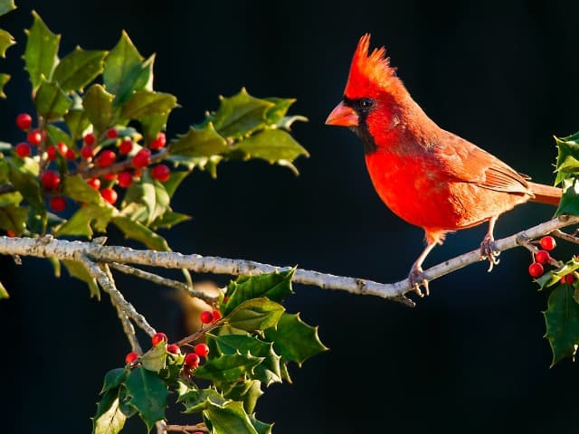 Male Cardinal On Holly Branch - Photo