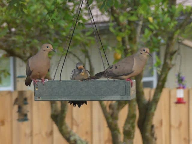 Three Doves Sitting In Tray Feeder Photo