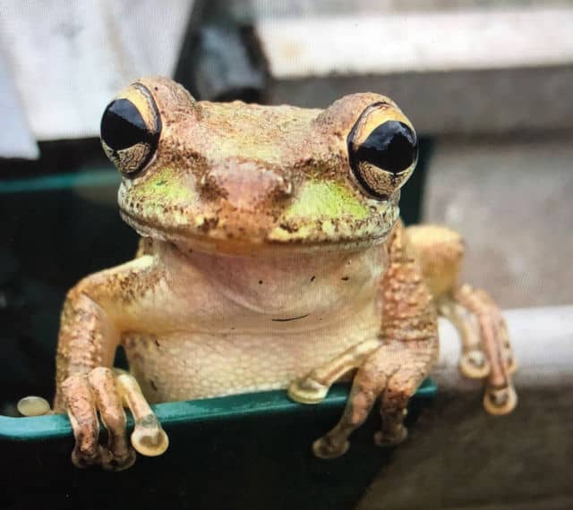 Tree Frog Hiding In Plumbing - Photo
