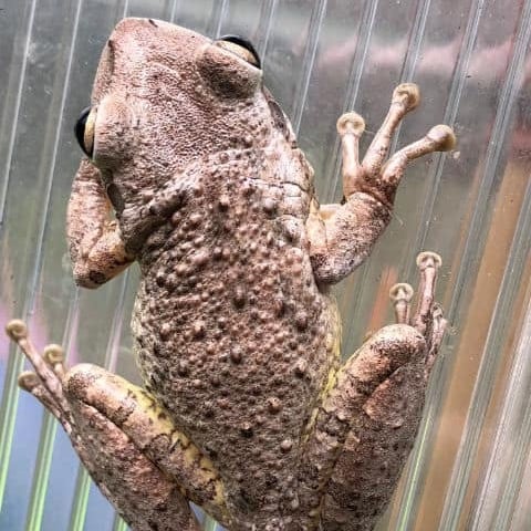 Cuban Tree Frog Can Carry Rat Lungworm - Photo
