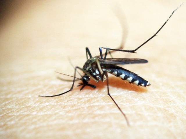 Asian Tiger Mosquito - Photo
