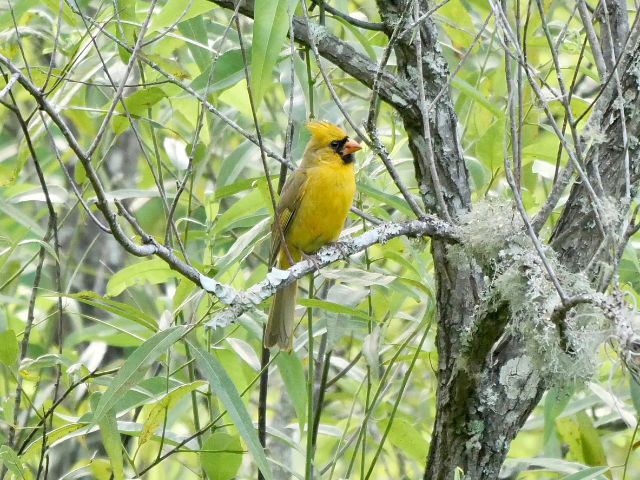 Rare Yellow Male Cardinal On Branch - Photo