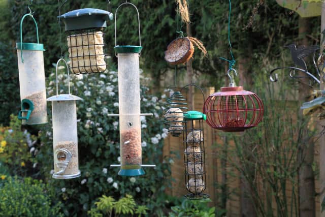 Multiple Hanging Bird Feeders Photo