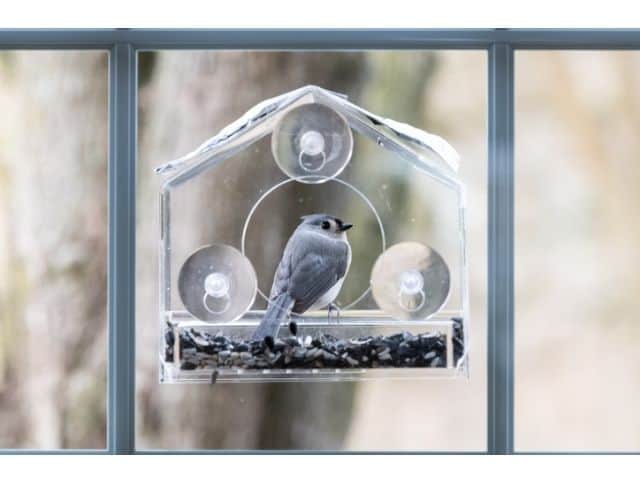 Tufted Titmouse Sitting Inside Window Feeder Photo