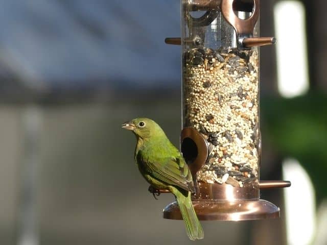 Female Painted Bunting Sitting On Tube Feeder Perch Photo