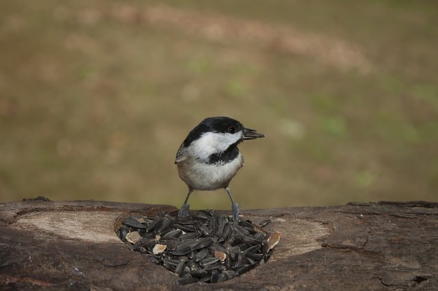 Backyard Birdfeeders Photo