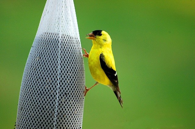 American Goldfinch Clinging To A Njyer Thistle Seed Sock Feeder Photo