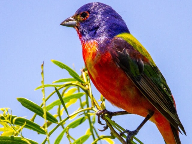 Male Painted Bunting On The Top Of A Tree Photo