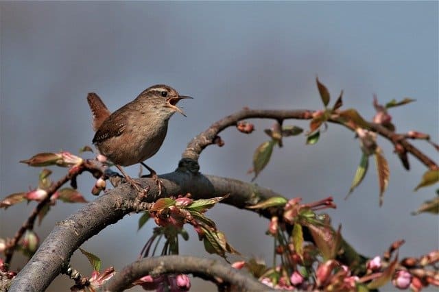 attracting birds to your backyard photo