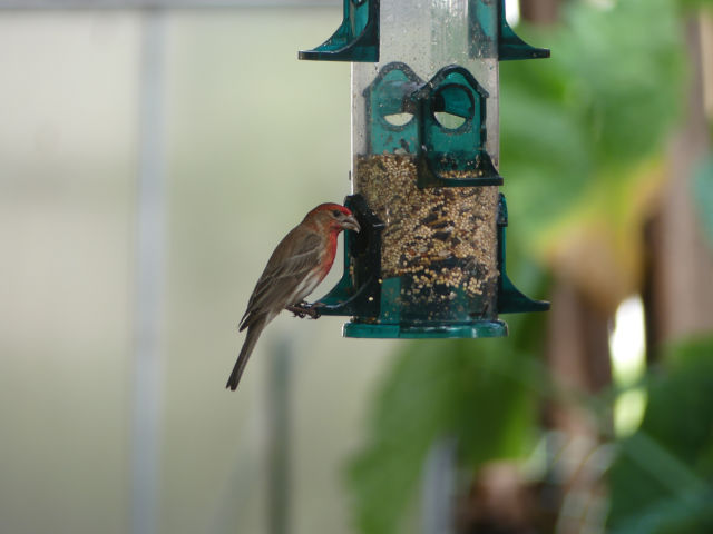 Male House Finch Eating From A Tube Feeder Photo