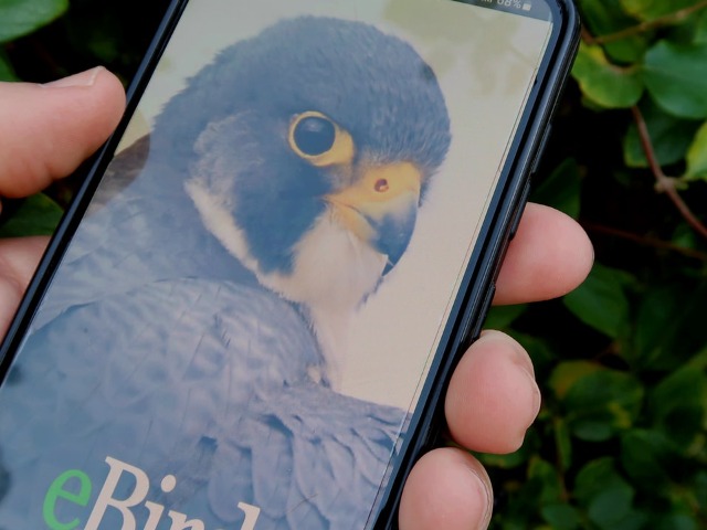 A Smartphone With A Bird Picture On It Photo